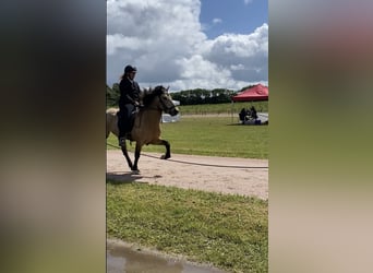 Caballos islandeses, Caballo castrado, 6 años, 138 cm, Buckskin/Bayo