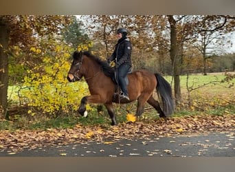 Caballos islandeses, Caballo castrado, 6 años, 138 cm, Castaño