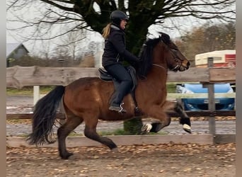 Caballos islandeses, Caballo castrado, 6 años, 138 cm, Castaño