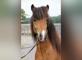 Caballos islandeses, Caballo castrado, 6 años, 138 cm, Castaño