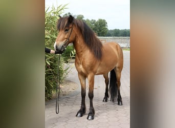 Caballos islandeses, Caballo castrado, 6 años, 138 cm, Castaño