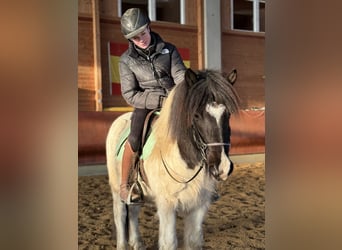 Caballos islandeses, Caballo castrado, 6 años, 138 cm, Pío