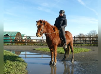 Caballos islandeses, Caballo castrado, 6 años, 140 cm, Alazán