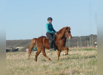 Caballos islandeses, Caballo castrado, 6 años, 140 cm, Alazán