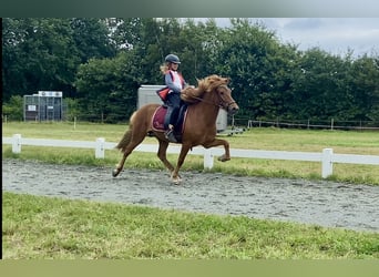 Caballos islandeses, Caballo castrado, 6 años, 140 cm, Alazán