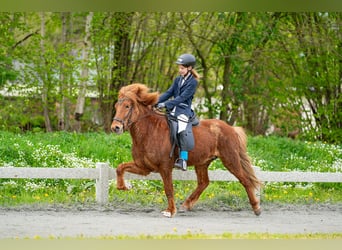 Caballos islandeses, Caballo castrado, 6 años, 140 cm, Alazán