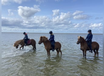 Caballos islandeses, Caballo castrado, 6 años, 140 cm, Alazán