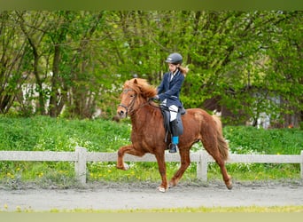 Caballos islandeses, Caballo castrado, 6 años, 140 cm, Alazán