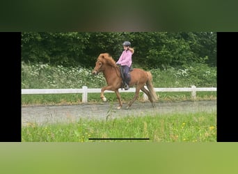 Caballos islandeses, Caballo castrado, 6 años, 140 cm, Alazán