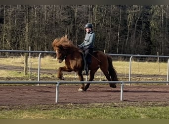 Caballos islandeses, Caballo castrado, 6 años, 140 cm, Bayo