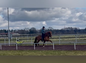 Caballos islandeses, Caballo castrado, 6 años, 140 cm, Bayo