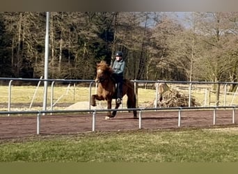 Caballos islandeses, Caballo castrado, 6 años, 140 cm, Bayo