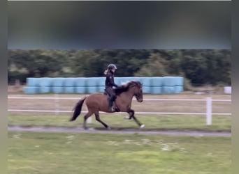 Caballos islandeses, Caballo castrado, 6 años, 140 cm, Bayo