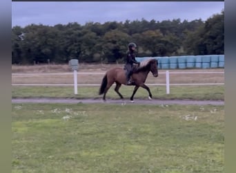 Caballos islandeses, Caballo castrado, 6 años, 140 cm, Bayo