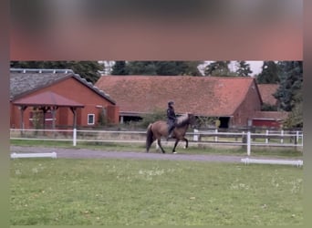 Caballos islandeses, Caballo castrado, 6 años, 140 cm, Bayo