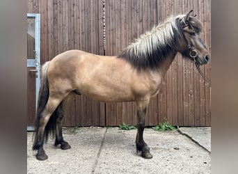 Caballos islandeses, Caballo castrado, 6 años, 140 cm, Bayo