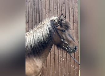 Caballos islandeses, Caballo castrado, 6 años, 140 cm, Bayo