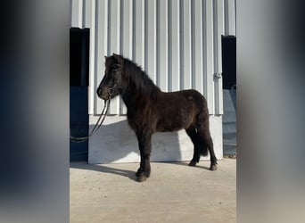 Caballos islandeses, Caballo castrado, 6 años, 140 cm, Grullo