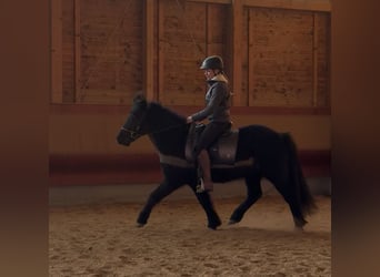 Caballos islandeses, Caballo castrado, 6 años, 140 cm, Negro