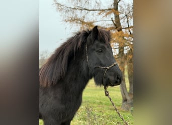 Caballos islandeses, Caballo castrado, 6 años, 140 cm, Negro