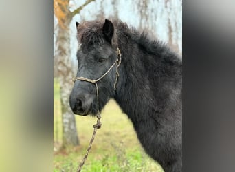 Caballos islandeses, Caballo castrado, 6 años, 140 cm, Negro