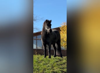 Caballos islandeses, Caballo castrado, 6 años, 140 cm, Negro
