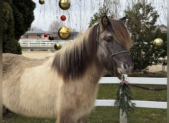 Caballos islandeses, Caballo castrado, 6 años, 140 cm, Pío