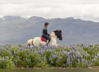 Caballos islandeses, Caballo castrado, 6 años, 140 cm, Pío