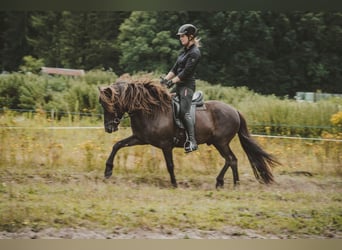 Caballos islandeses, Caballo castrado, 6 años, 141 cm, Negro