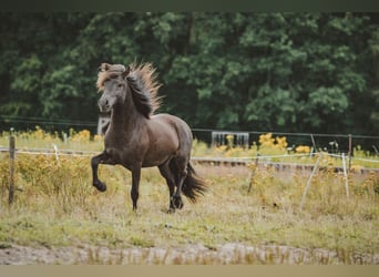 Caballos islandeses, Caballo castrado, 6 años, 141 cm, Negro