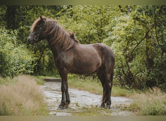 Caballos islandeses, Caballo castrado, 6 años, 141 cm, Negro