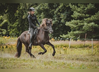 Caballos islandeses, Caballo castrado, 6 años, 141 cm, Negro