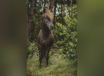 Caballos islandeses, Caballo castrado, 6 años, 141 cm, Negro