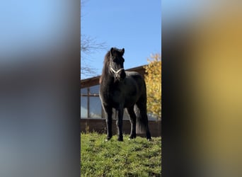 Caballos islandeses, Caballo castrado, 6 años, 141 cm, Negro