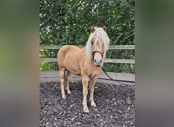 Caballos islandeses Mestizo, Caballo castrado, 6 años, 142 cm, Alazán