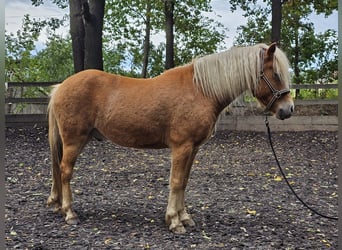 Caballos islandeses Mestizo, Caballo castrado, 6 años, 142 cm, Alazán