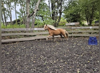 Caballos islandeses Mestizo, Caballo castrado, 6 años, 142 cm, Alazán