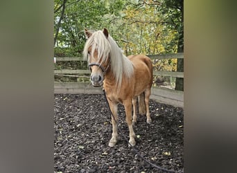 Caballos islandeses Mestizo, Caballo castrado, 6 años, 142 cm, Alazán