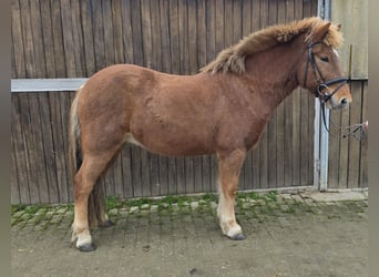 Caballos islandeses, Caballo castrado, 6 años, 143 cm, Alazán