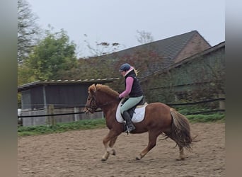 Caballos islandeses, Caballo castrado, 6 años, 143 cm, Alazán