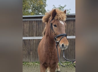 Caballos islandeses, Caballo castrado, 6 años, 143 cm, Alazán