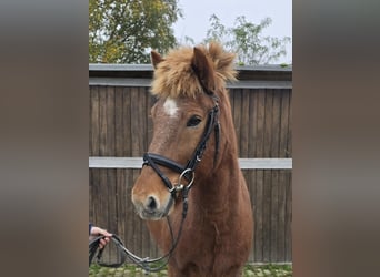 Caballos islandeses, Caballo castrado, 6 años, 143 cm, Alazán