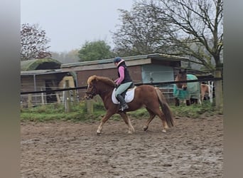 Caballos islandeses, Caballo castrado, 6 años, 143 cm, Alazán