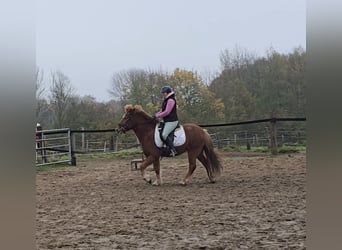 Caballos islandeses, Caballo castrado, 6 años, 143 cm, Alazán