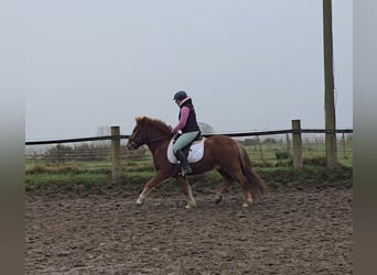 Caballos islandeses, Caballo castrado, 6 años, 143 cm, Alazán