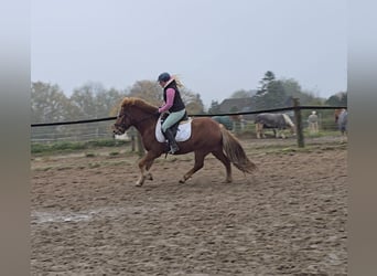 Caballos islandeses, Caballo castrado, 6 años, 143 cm, Alazán