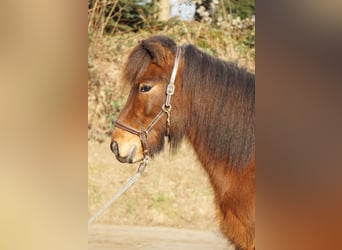 Caballos islandeses, Caballo castrado, 6 años, 143 cm, Castaño oscuro