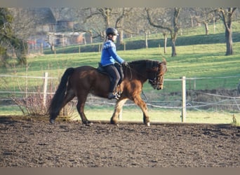 Caballos islandeses, Caballo castrado, 6 años, 143 cm, Castaño oscuro