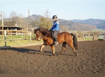 Caballos islandeses, Caballo castrado, 6 años, 143 cm, Castaño oscuro