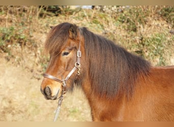 Caballos islandeses, Caballo castrado, 6 años, 143 cm, Castaño oscuro